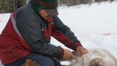 Un innu éviscère un caribou.