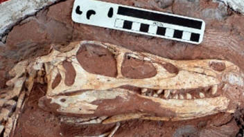 Linheraptor exquisitus