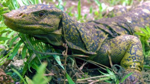varanus bitatawa varanus bitatawa