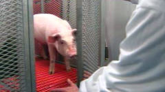 AccelLAB teste des implants cardio-vasculaires et orthop�diques sur des animaux pour des fabricants du monde entier.
