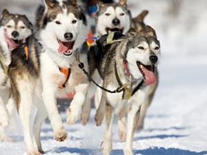 Chiens de traîneau (archives)