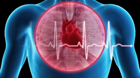 Graphique montrant le coeur dans le corps humain