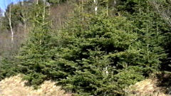 Arbres