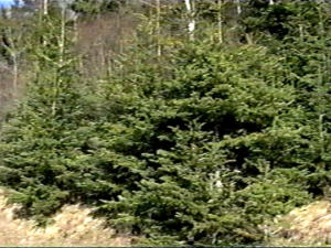 Arbres