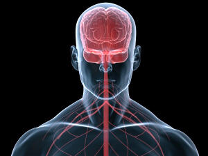 Le cerveau humain