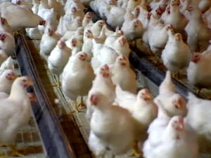 Poulets