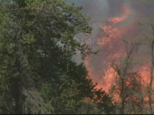 Incendie de forêt