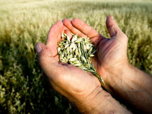 Un agriculteur tient du blé dans ses mains