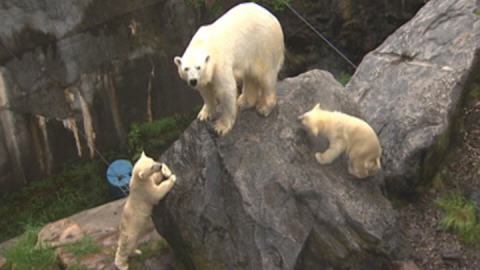 oursons au Zoo de Saint-F�licien