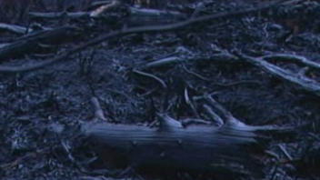 Des milliers d'hectares de for�t ont �t� ras�s par les flammes.