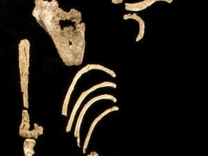 Australopithecus afarensis