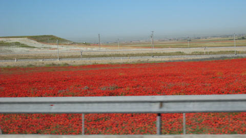 Souvenir d'Espagne : les coquelicots Souvenir d'Espagne : les coquelicots