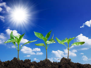 Des plantes au Soleil