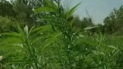 Plant de marijuana