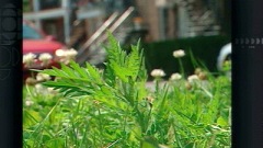 La Patrouille verte s'attaque à l'herbe à poux cet été.