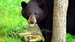 Un ours