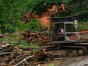 Saint-Jean-sur-Richelieu : Des citoyens dénoncent l'abattage d'arbres matures dans le boisé Douglas
