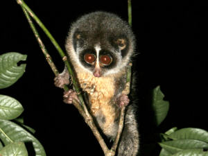 Un loris grêle des plaines d'Horton