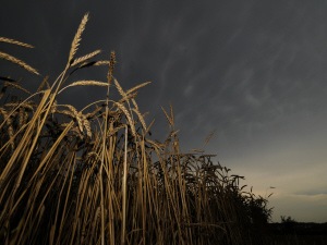 Du blé d'une ferme russe de Tikhoretsk, près du Caucase