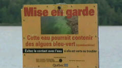 Mise en garde sur les cyanobact�ries