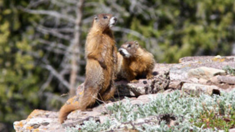 Des marmottes