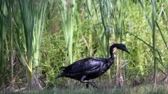 Une oie du Canada recouverte de pétrole, après un déversement dans la rivière Kalamazoo, dans le sud du Michigan.