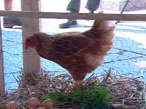 Le Crapaud, un collectif qui s'intéresse à l'aménagement paysager et à l'agriculture en milieu urbain, affirme qu'il est possible d'avoir des poules pondeuses tout en habitant en ville.