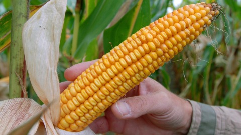 Un �pi de ma�s transg�nique, d�velopp� par Monsanto, dans un champ de Badingen, en Allemagne (archives)