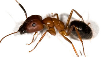 Camponotus floridanus