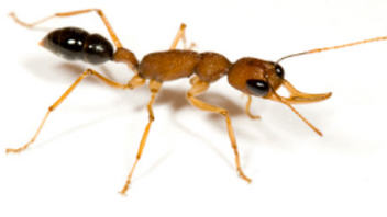 Harpegnathos saltator