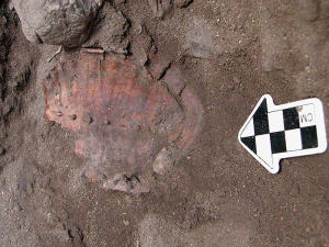 Carapaces de tortues