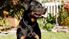 Rottweiler
