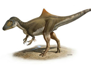 Concavenator corcovatus