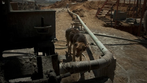 Un chien pr�s d'une mine au Chili