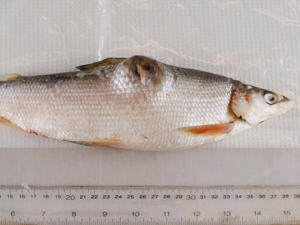Poisson du lac Athabasca