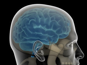 Le cerveau d'un homme