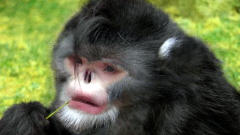 Rhinopithecus strykeri 