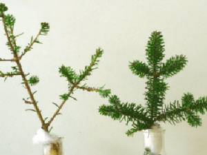 Des branches de sapins