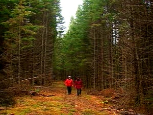 Forêt en Gaspésie