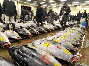 Des thons rouges en vente à Tokyo au Japon