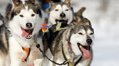 Chiens de traîneau(archives)
