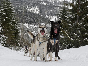 Chiens de traîneau à Whistler