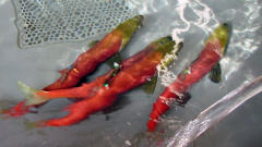 Saumons Sockeye