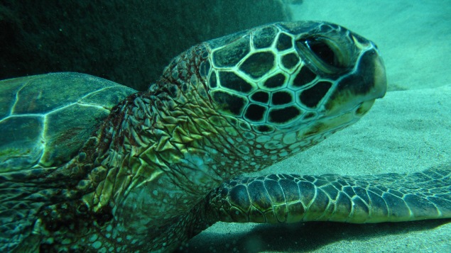 Une tortue