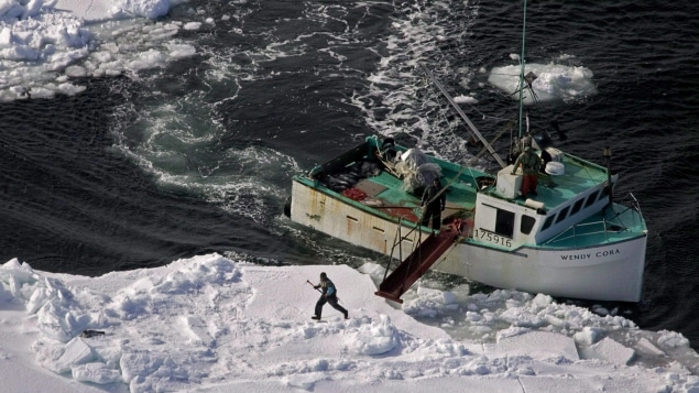 Chasse aux phoques dans l'est du Canada.