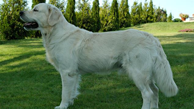 rencontre chien yorkshire