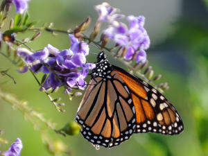 Un papillon monarque