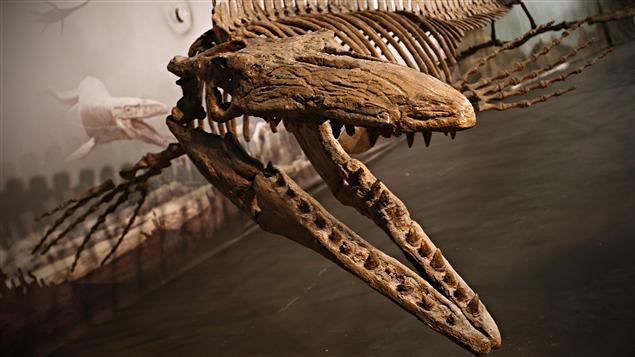 Dinosaure marin qui vivait il y a 75 millions d'années dans l'ouest du Canada alors submergé par une mer intérieure.