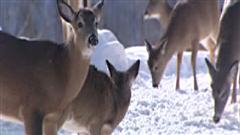 Cerfs de Virginie