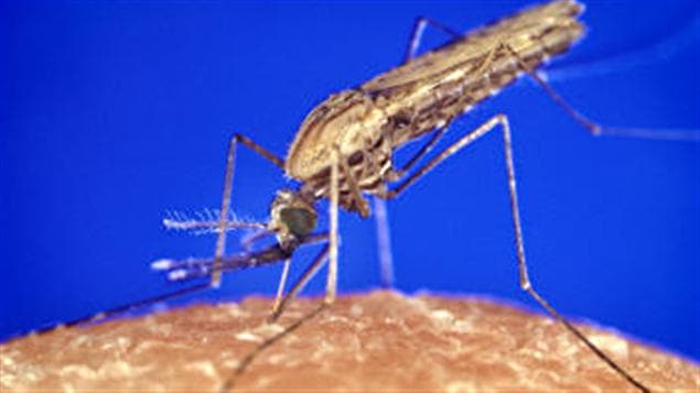 L’anophèle femelle est l’un des vecteurs principaux du paludisme dans les régions tropicales humides.